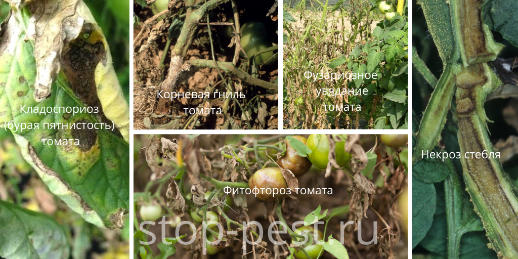 10 conseils pour éviter le mildiou de la tomate Jardinage potager, Astuce jardin