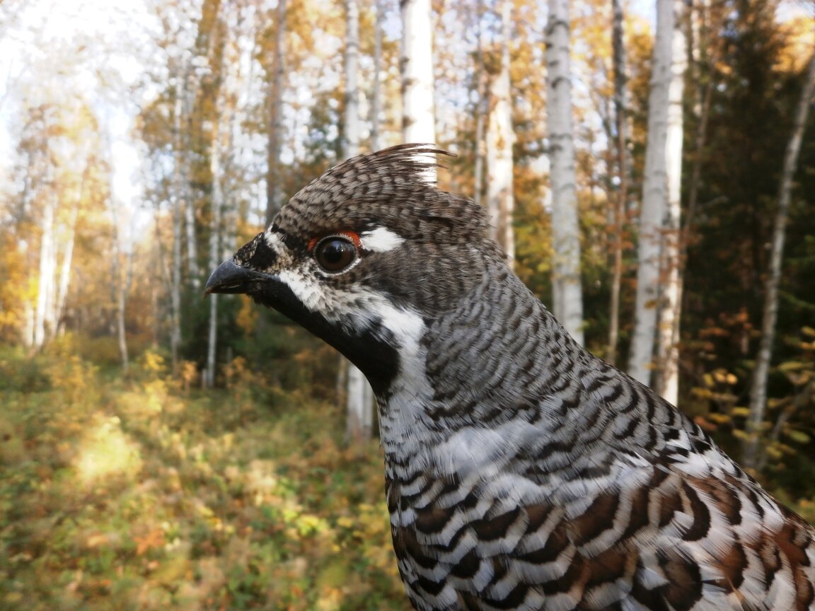 Этот осенний, весной он такой же, только чуть более потрепанный.