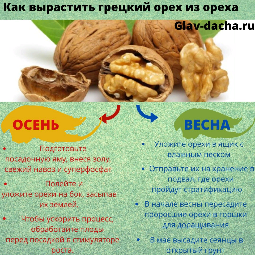 Грецкий орех с медом: польза и вред для мужчин