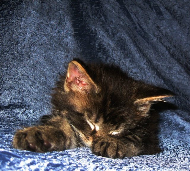 Давно уже всем известно, что заводчик – существо нервное, с красными от недосыпа глазами и вечно что то просчитывающее. То линии родословных, то окрасы, которые получатся при той или иной вязке, то дни до течки. Попробуем посчитать – почему не высыпается заводчик.
С первого дня течки по третий по ночам страдаешь вместе с «дочей», которая именно ночью приходит к тебе за лаской и утешением. В полусне гладишь ее и рассказываешь какая она замечательная и какие чудесные у нее будут котятки. Время сна – от 4 до 6 часов.
С третьего по пятый день просыпаешься от бурных возгласов сексуально озабоченной парочки и воплями типа « кто разрешил это делать в моей кровати???» пытаешься направить их на путь истинный и куда-нибудь подальше от себя. Время сна от 4 до 5 часов.
С пятого дня течки (будем его считать 1м днем зачатия) и до 35-38 дня с момента зачатия – блаженный сон по ночам, изредка прерываемый вопросом – а получилось ли? А то предполагаемая мамаша лопает как не в себя, носится по куно-дому со скоростью белки и кажется вполне довольной жизнью. Время сна от 8 и до бесконечности
За две недели до родов начинается нервное ожидание- пузико у мамаши угрожающе шевелится и тебе все время кажется, что ты перепутала сроки, судорожно сжимаешь календарь, не доверяя компьютеру и одновременно мысленно вспоминаешь – все ли готово на случай внезапных и стремительных родов. Время сна от 4 до 6 часов урывками, с подскакиванием на любой шорох и не дай бог кто то ночью мяукнет. Вопль «рожаем!!!» поднимает все семью и всех животных. И по закону подлости, когда ты уже перевернула весь дом в поисках места где роженица решила устроить гнездо, появляется она, заспанная, щурящаяся на яркий свет и с вопросом на мордашке «а что это вы тут делаете?»
Роды. Нет, даже не так – РОДЫ! Как правило они начинаются в самый неподходящий момент. На твое деловито-радостное «рожаем!» семья судорожно пытается расползтись по углам. Не вся, правда. Все животные в доме полны энтузиазма и желания помочь роженице, поэтому в первые минуты родов начинается суета – куны и тыры пытаются прорваться к гнезду роженицы, ты пытаешься этому помешать и встав на защиту гнезда грудью передаешь помощников домочадцам, которые сноровисто распихивают их по заранее приготовленным узилищам – клеткам, переноскам и выгулам. Помощники очень недовольны и иногда пытаются высказать свое «фе» такому произволу. Но тебе уже не до них – рожаем. Время сна – часа два , если очень повезет
С первого по пятый день жизни новорожденных почти не спишь – без конца смотришь и проверяешь не запал ли ребенок за спину мамки, хватает ли молочка, покушала ли мамочка, какой у нее стул. Сон благоразумно мигрирует с тебя на твоих домочадцев и ты ночью с завистью прислушиваешься к их ровному и спокойному дыханию. Ты спать не можешь…
С шестого по двадцатый день сон возвращается, но ты всегда спишь в полглаза – а вдруг котенок запищит, а вдруг нужна будет твоя помощь. Но детки обычно сладко спят большую часть суток и ты им не нужна. Время сна от 6 и до 8 часов
С двадцатого дня и до полутора месяцев у котят появляется дурная привычка по ночам выбираться из гнезда и играть на полу. За ночь ты раза 4 собираешь пищащих разбойников обратно в гнездо. Ходите всей семьей не отрывая подошв от пола и, прежде чем встать осматриваете пространство под ногами в радиусе полутора метров. Маленькие котята очень быстро передвигаются. Время сна около 6 часов.
Полтора месяца после родов- наконец-то ты можешь выспаться!!! Ну, если тебе позволят маленькие хулиганчики, перепутавшие день с ночью. Или кто –то, кто решил, что ему пора стать мамой, если это решение не встретит противодействия с вашей стороны, то начинайте отчет заново 
