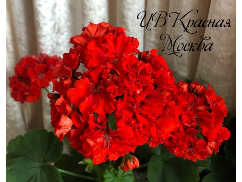 Пеларгония Аллегриас