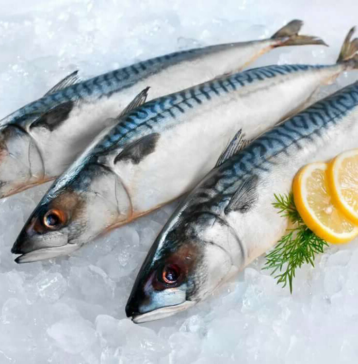 Мороженая или дефростированая скумбрия продаётся в любом рыбном магазине