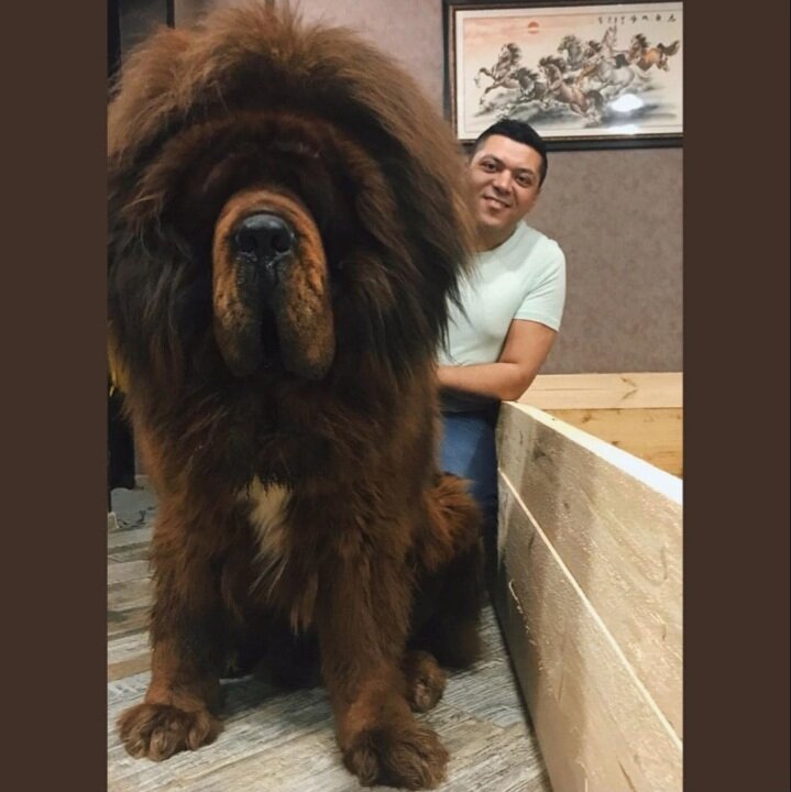 самая большая собака в мире тибетский