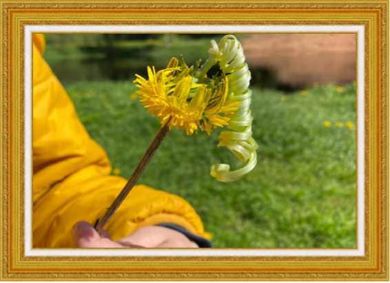 Куколка из одуванчика