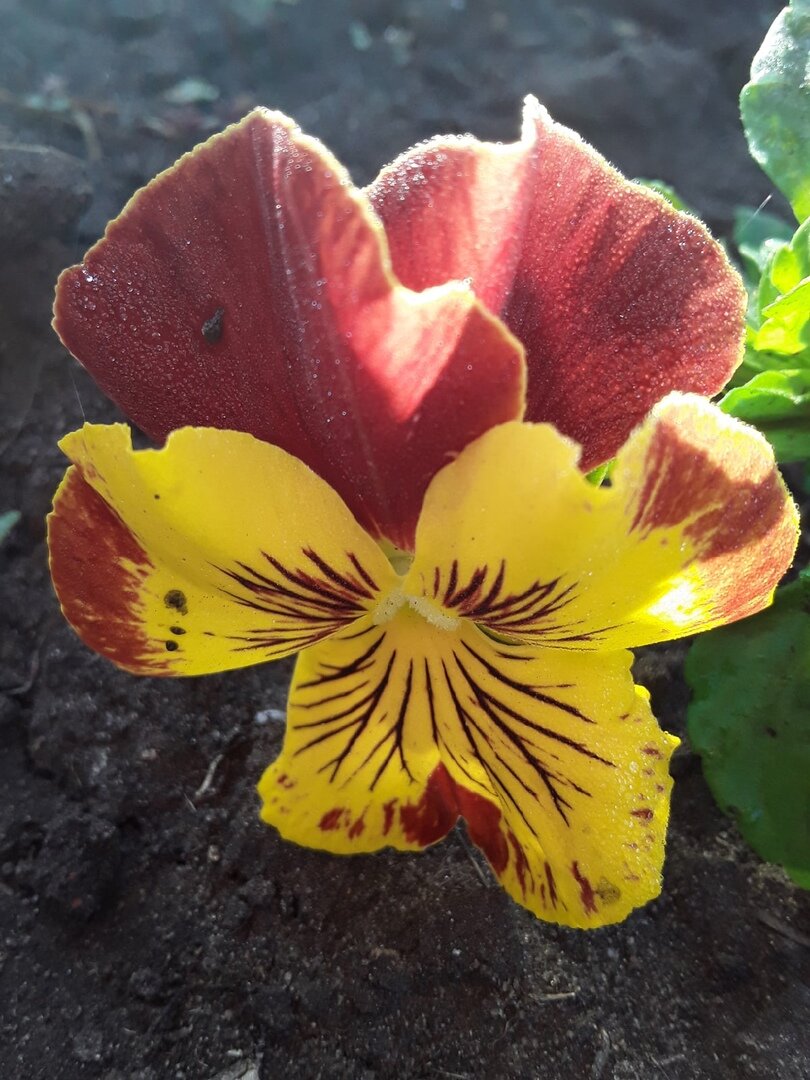 А что попадется из семян даже одной сортосерии - тоже неизвестно