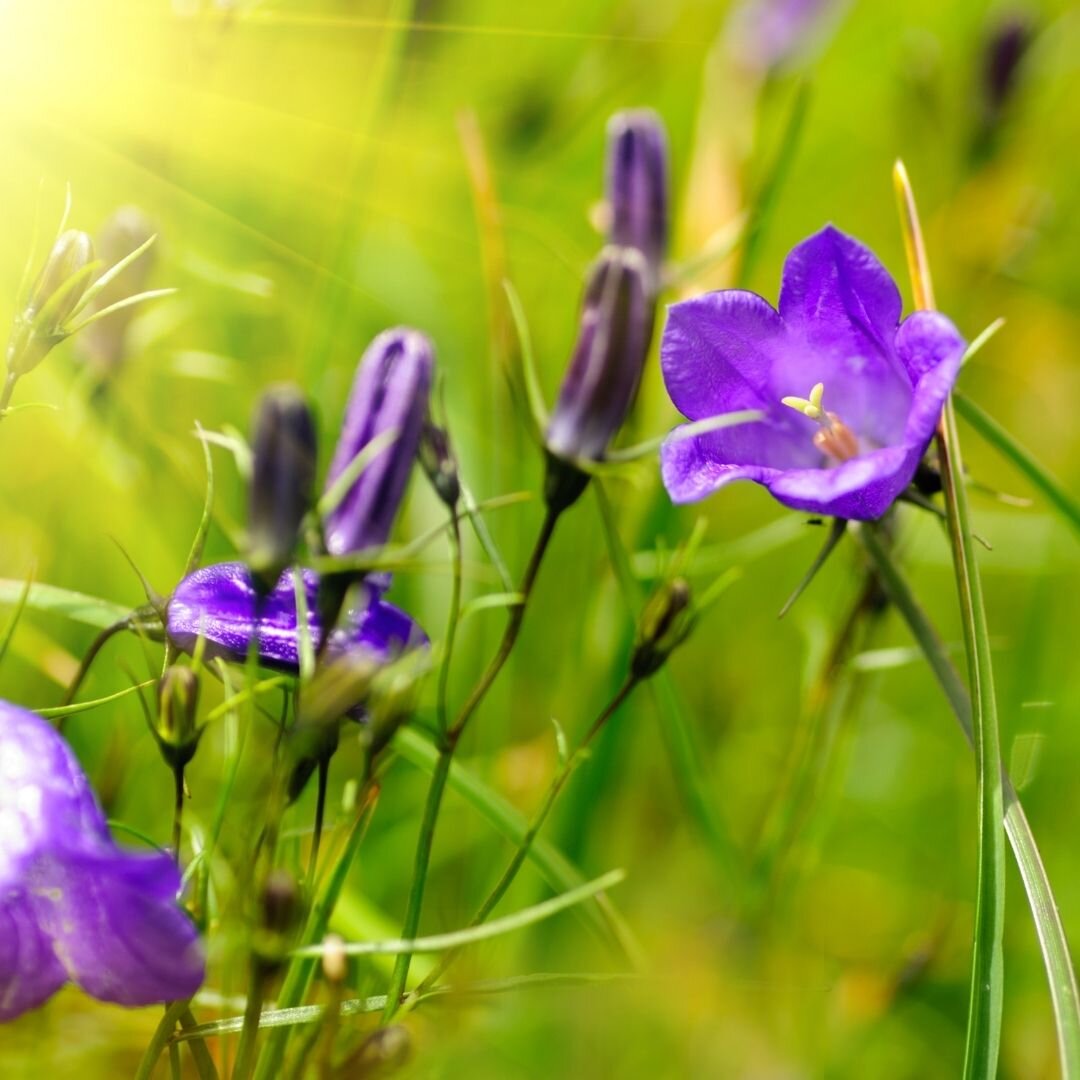 Колокольчик (калифорнийский)