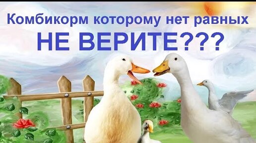 Недорогой корм для бройлерной птицы - рост как на дрожжах.