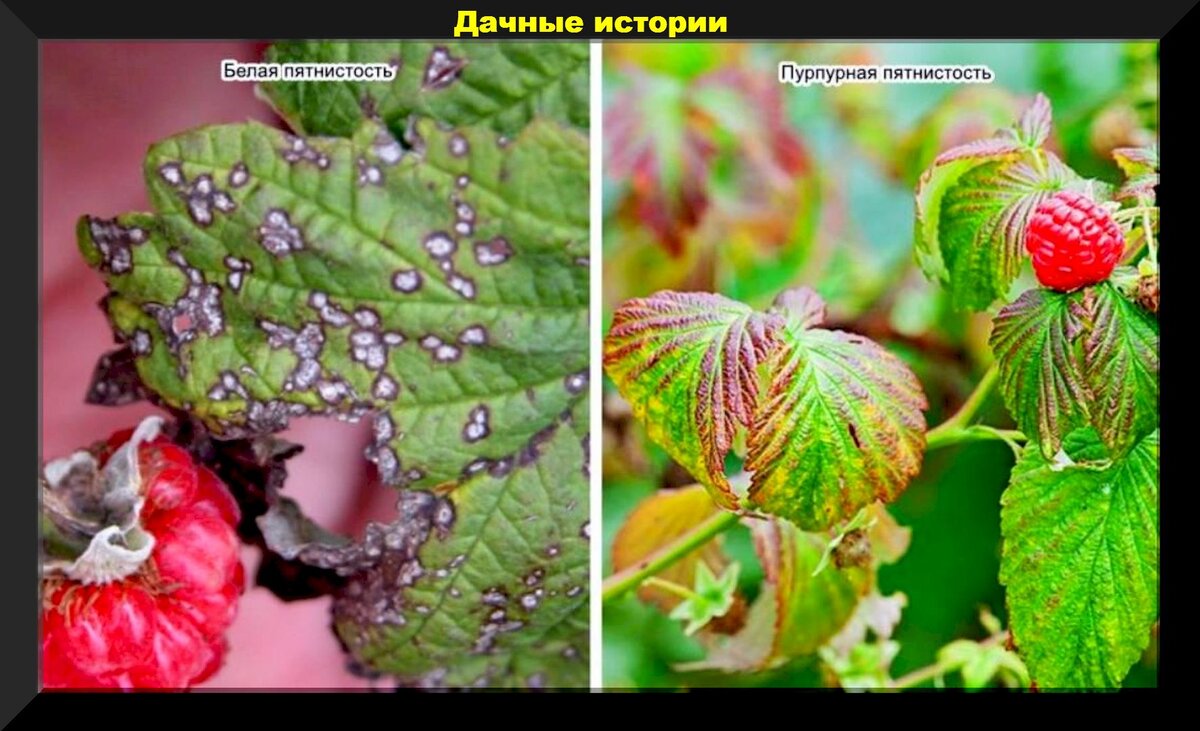 Пурпурная пятнистость малины фото и их лечение