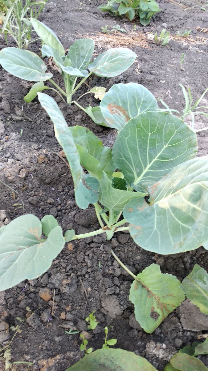 Капуста после обработки табачной пылью