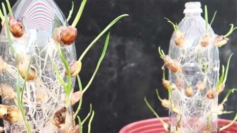 https://cdn.shortpixel.ai/client/q_glossy,ret_img/https://diyjoy.com/wp-content/uploads/2021/06/Grow-Garlic-Inside-A-Plastic-Bottle-480x270.jpg