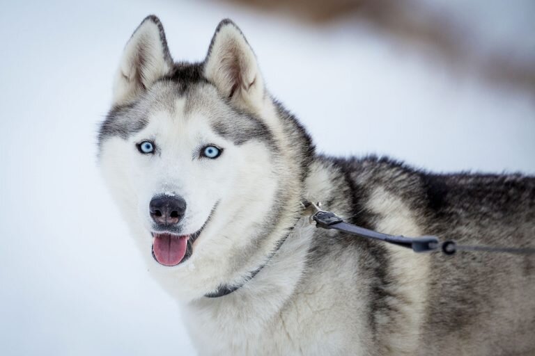 У собака красивые глаза | Dogs, Husky, Animals