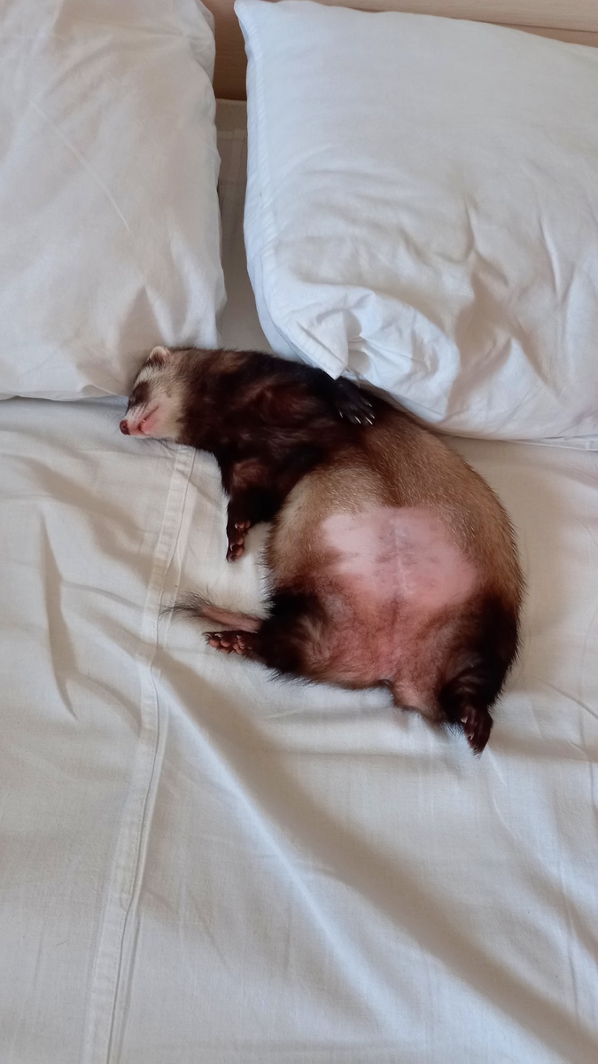 Мила отдыхает после дороги 