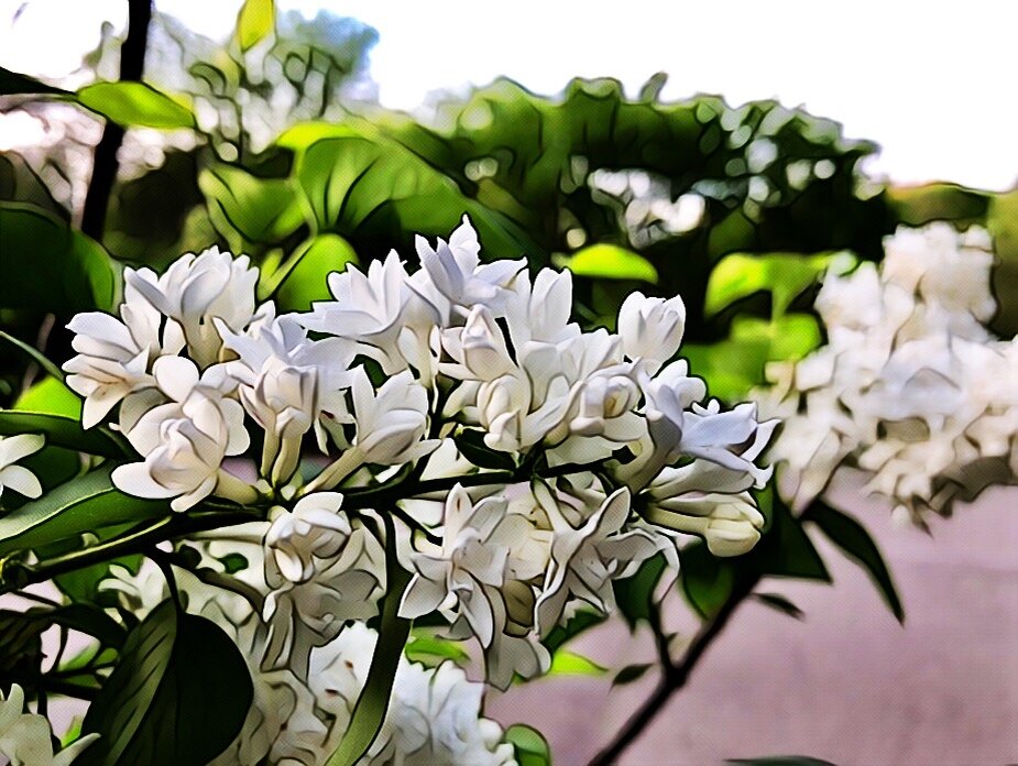 А вы любите сирень?