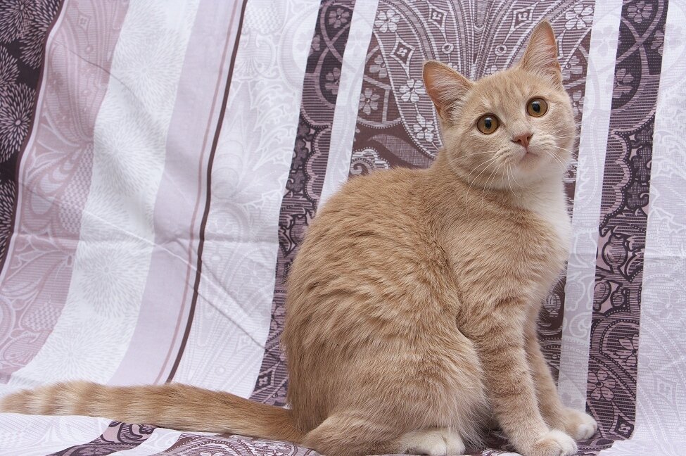 курс история и котики