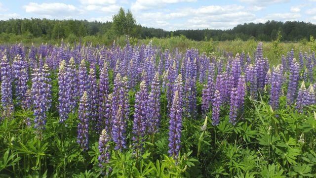 Люпин многолистный (Lupinus polyphyllus). © icnet