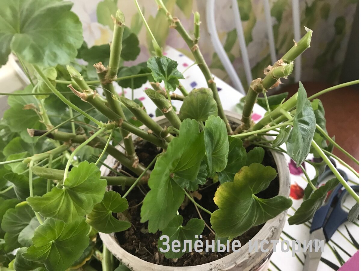 Прищипка черенков пеларгонии. Герань бутоны. Пеларгония плющелистная ампельная обрезка. Когда обрезать осенью герань комнатную на зиму. Когда обрезать осенью герань комнатную на зиму.