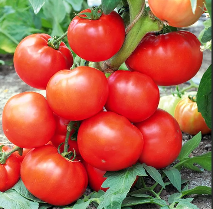 ​Лучшие сорта томатов для выращивания на средней полосе