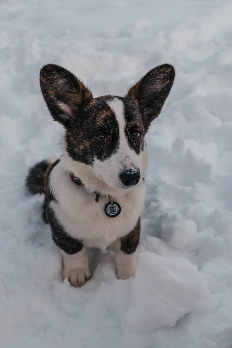 Кантри – маленький кардиган