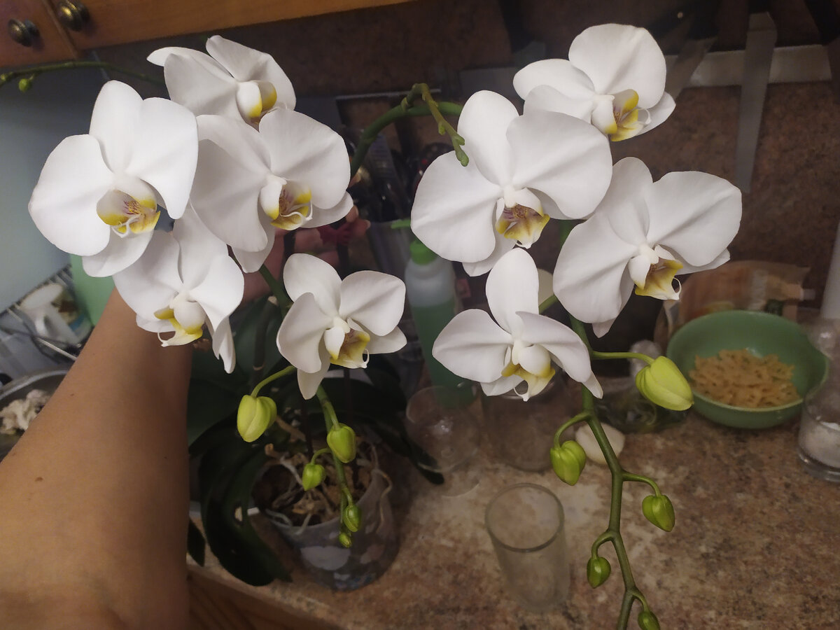 Начало цветения 2 декабря 2021 года