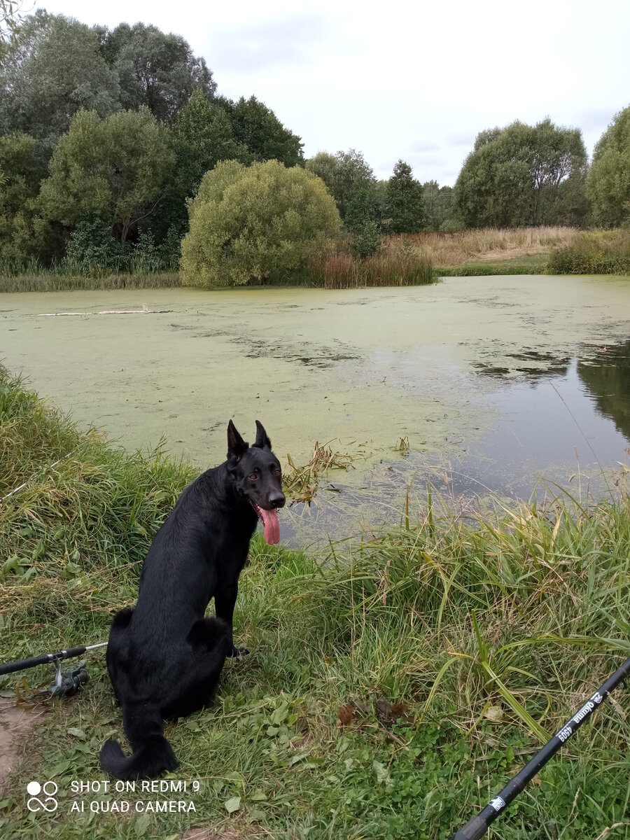 Пёс с нами "высиживает " 😁(архив автора) 