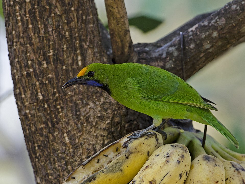 Желтолобая листовка (Chloropsis aurifrons)