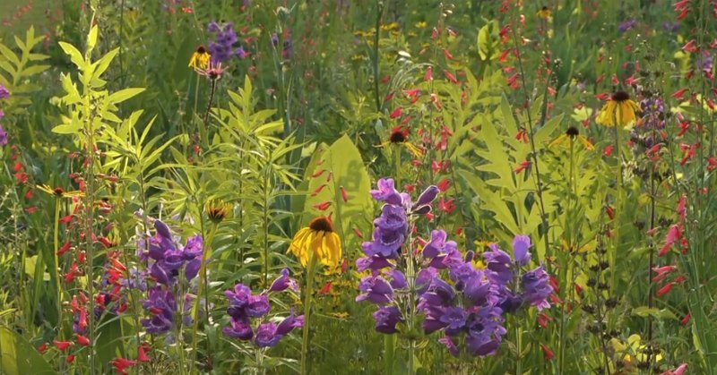 Фото из оксфордского университета. Merton borders