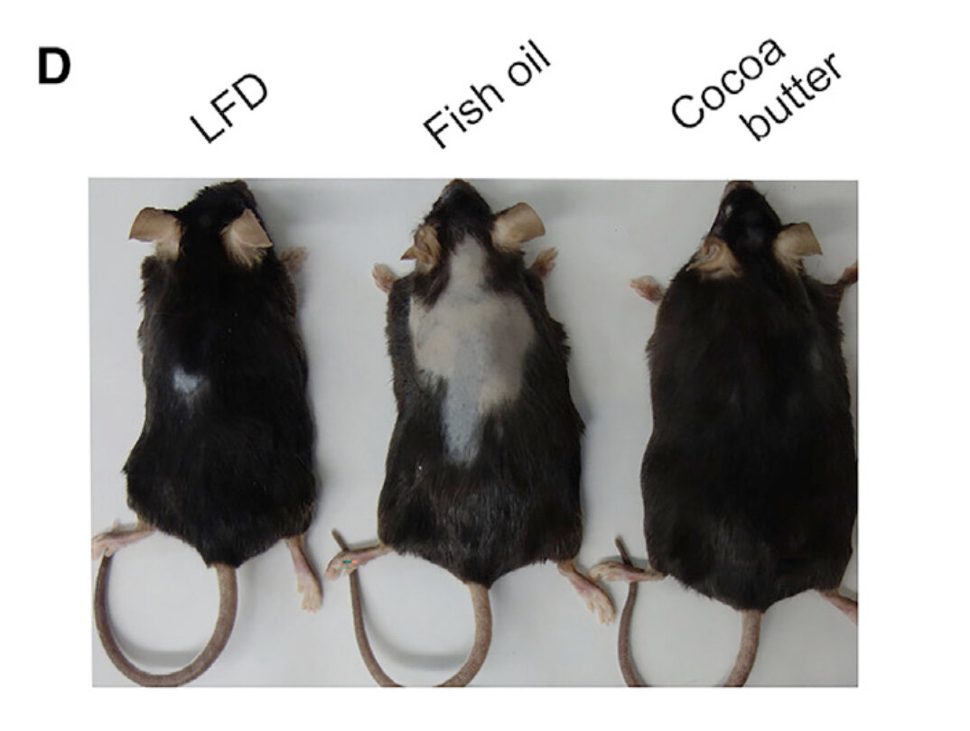   Jiaqing Hao et al. / Cell Reports, 2022