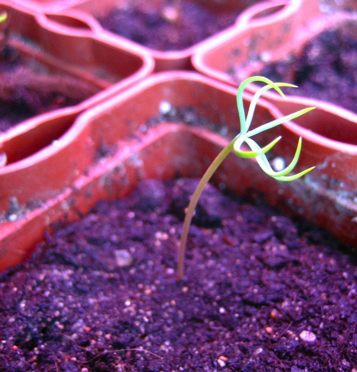 Лиственница великолепно всходит прямо в холодильнике. Как и кедр. Сейчас лиственницы уже вымахали под 4 метра, а кедрики приближаются к метру. Фото автора