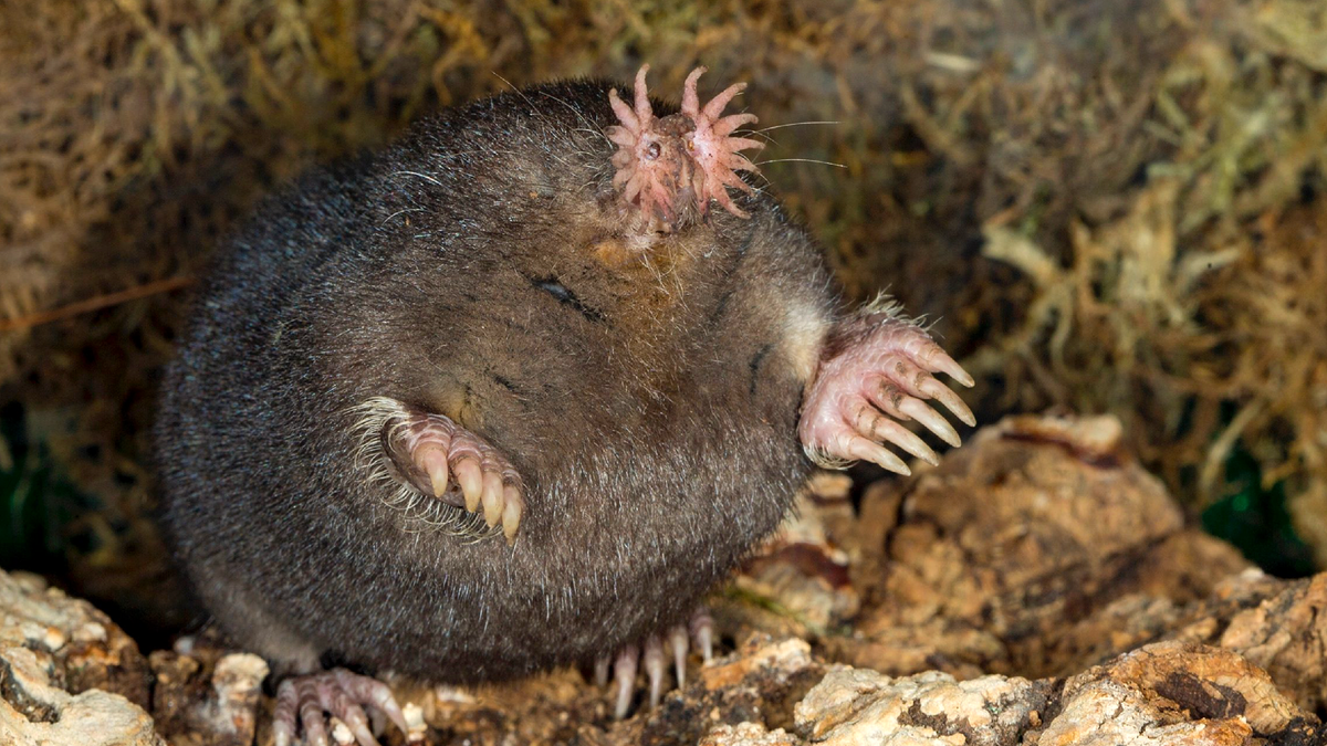 Звездонос. Starred Nosed Mole.