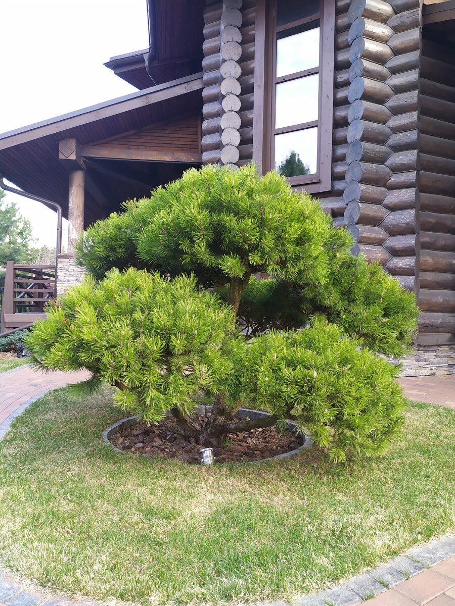 Садовый бонсай и Ниваки из Сосны