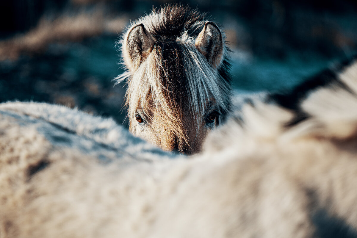 Photo by Michael Oeser on Unsplash