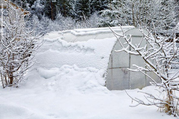 Ciao cari abbonati e ospiti del mio canale. Molti giardinieri e giardinieri discutono se sia necessario lasciare la porta della serra aperta per l'inverno.-3