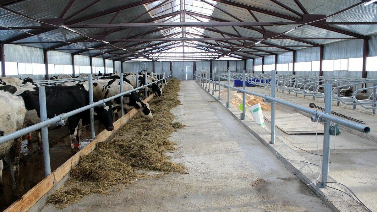     Роботизированную ферму на 140 молочных коров запустили в Арзамасе. Об этом рассказали в пресс-службе облправительства.