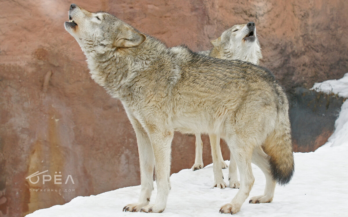 Волк на вабу. Фото с сайта ru.wallpaper.mob.org