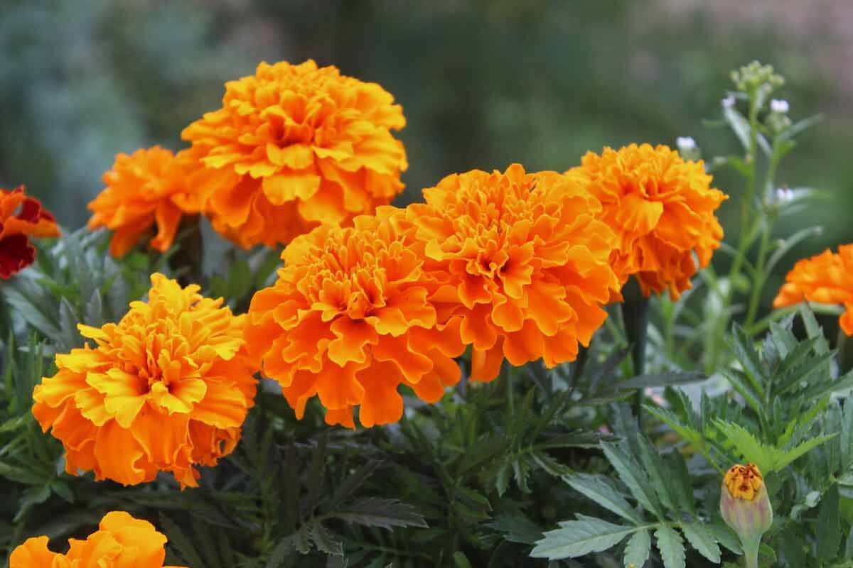 Бархатцы Tagetes patula Safari Bolero