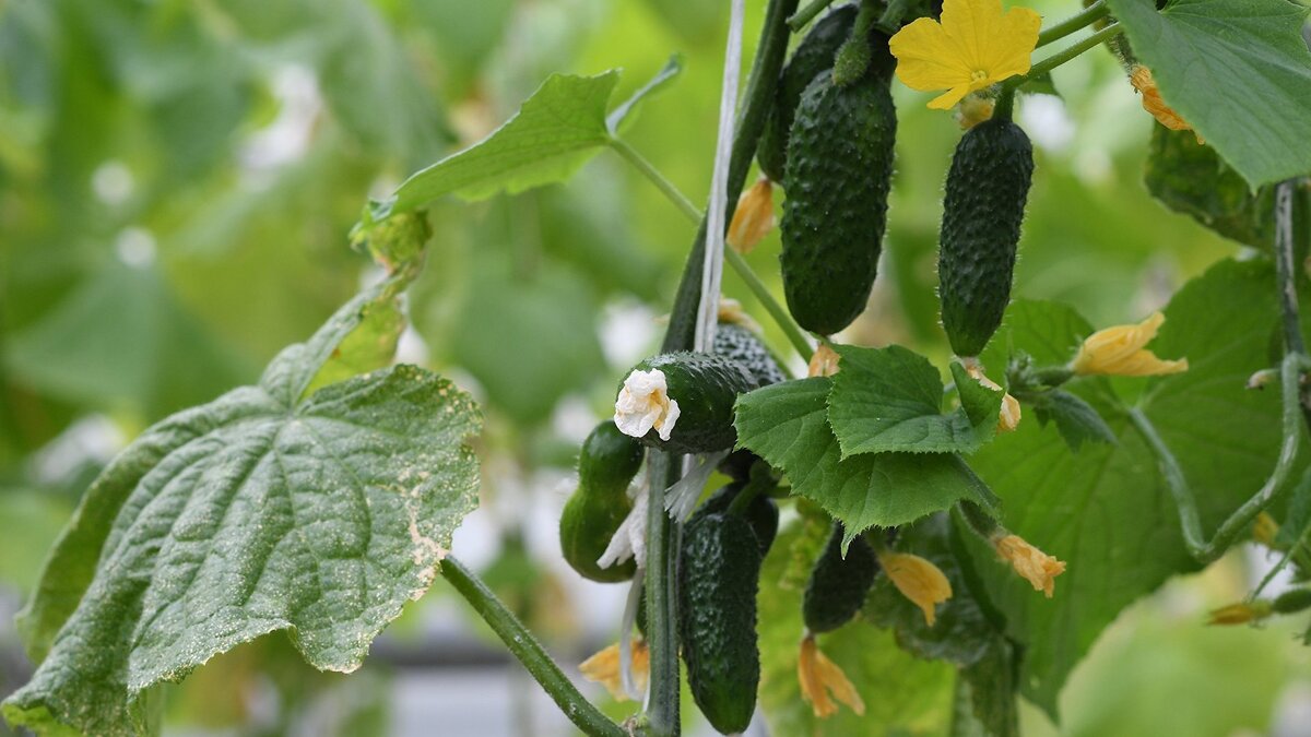    Огурцы© РИА Новости . Алексей Майшев