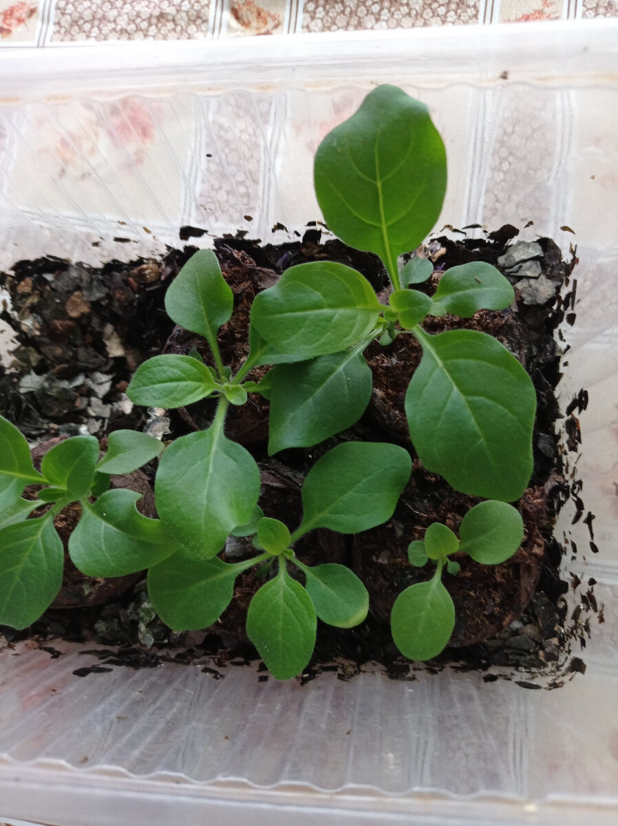 Петуния в торфяных таблетках.