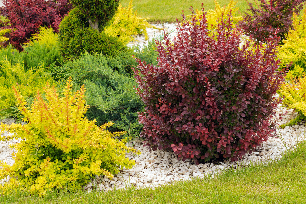    Сорта барбариса Тунберга имеют зеленые, пестрые, окаймленные, красные или желтые листья, различаются размерами и формой куста