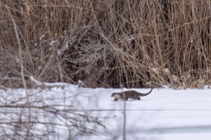    Фото: Самец выдры / Евгений Полонский