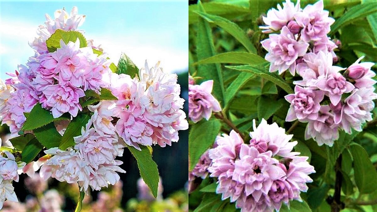 Неприхотливый кустарник с невероятно обильным цветением! | GardenLife ...
