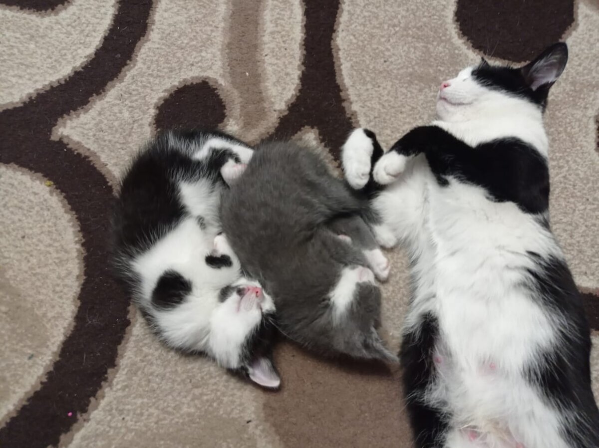 Моя мурка и её котята 