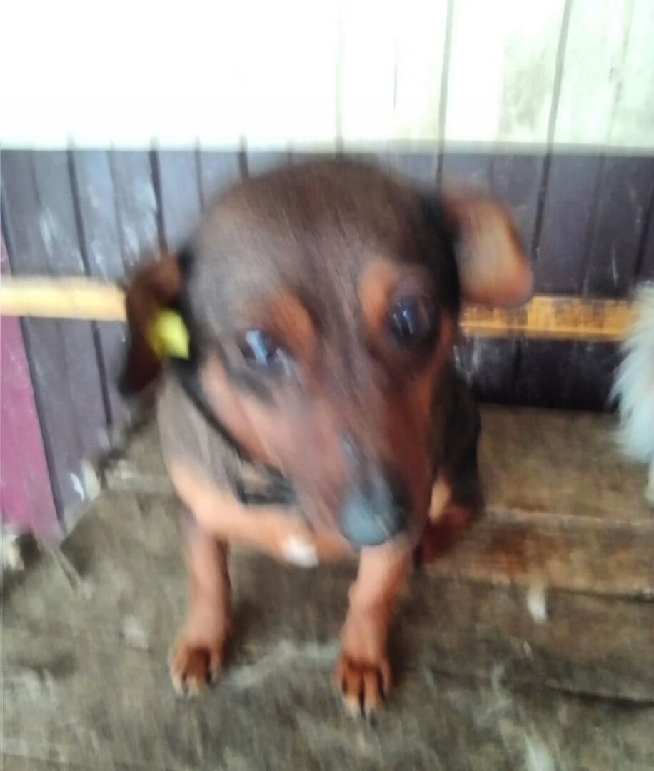 Выживание в отлове