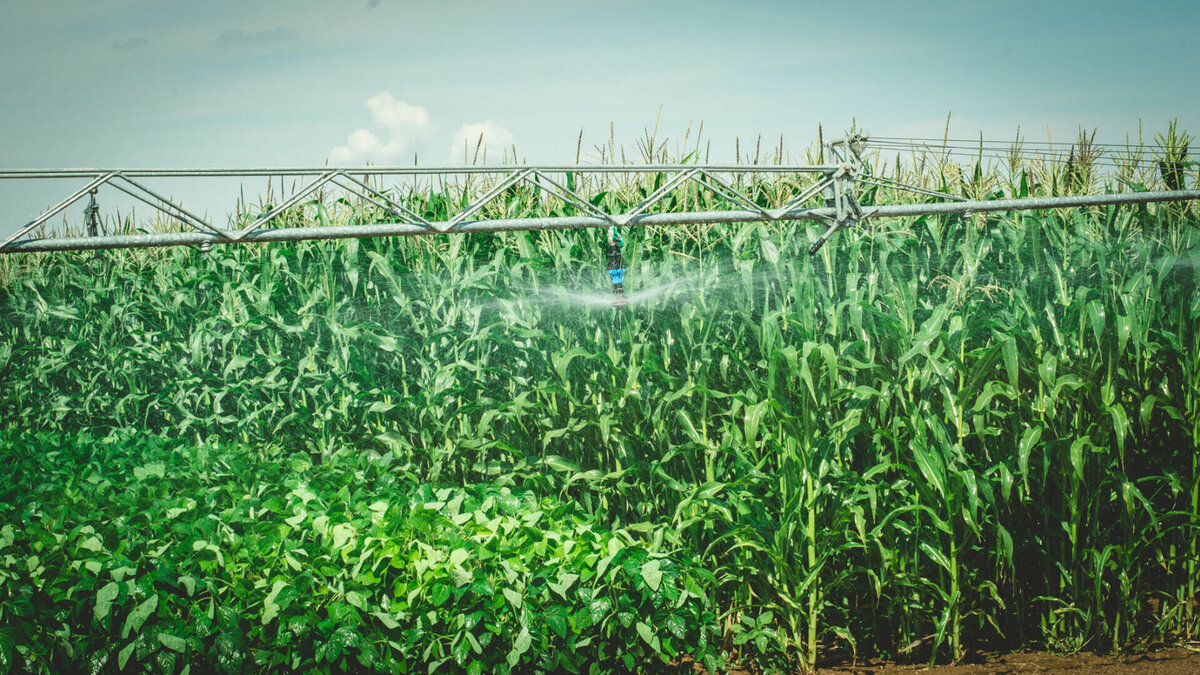     Общая посевная площадь в Тюмени в текущем году составит свыше 1000 млн га. К настоящему времени посеяно около 4,5 тысяч га озимых культур, которые находятся в хорошем состоянии. Об этом сообщили в инфоцентре правительства региона.