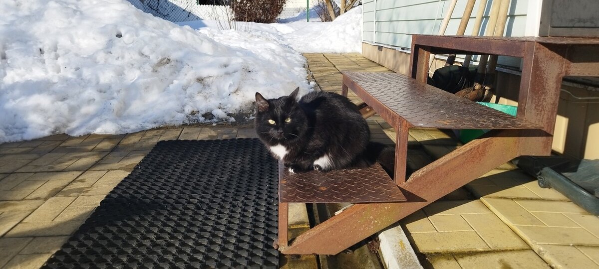 Мотя греется на крылечке