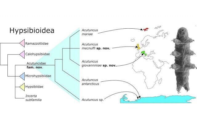    Фото: © Molecular Phylogenetics and Evolution
