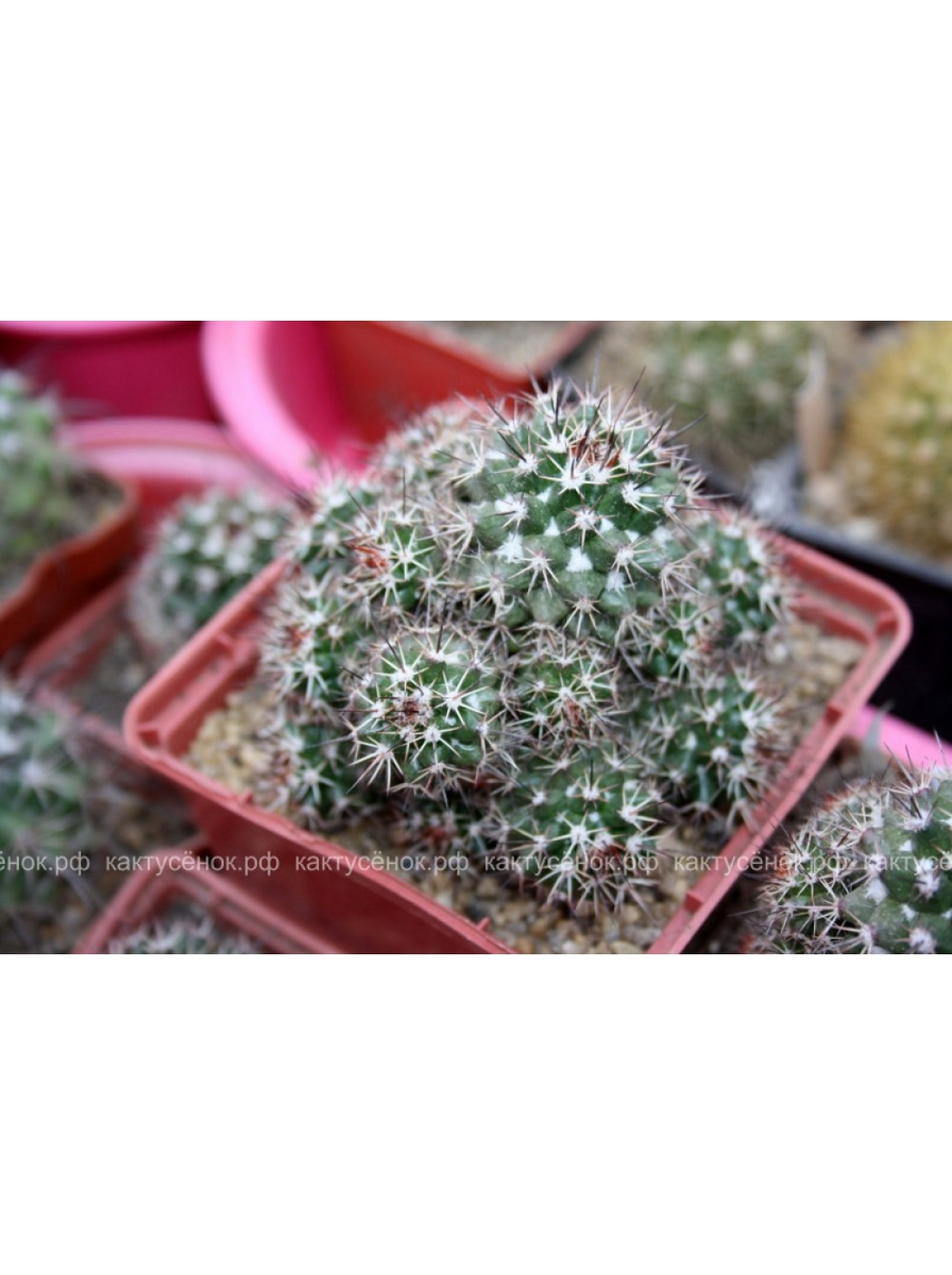 Купить ЧЕРЕНОК МАММИЛЛЯРИЯ ВОБУРНСКАЯ (MAMMILLARIA VOBURNENSIS) можно в нашем интернет-магазине "https://cactusenok.ru/". стоимость - 249р за черенок. 
фото из питомника Кактусёнок.РФ