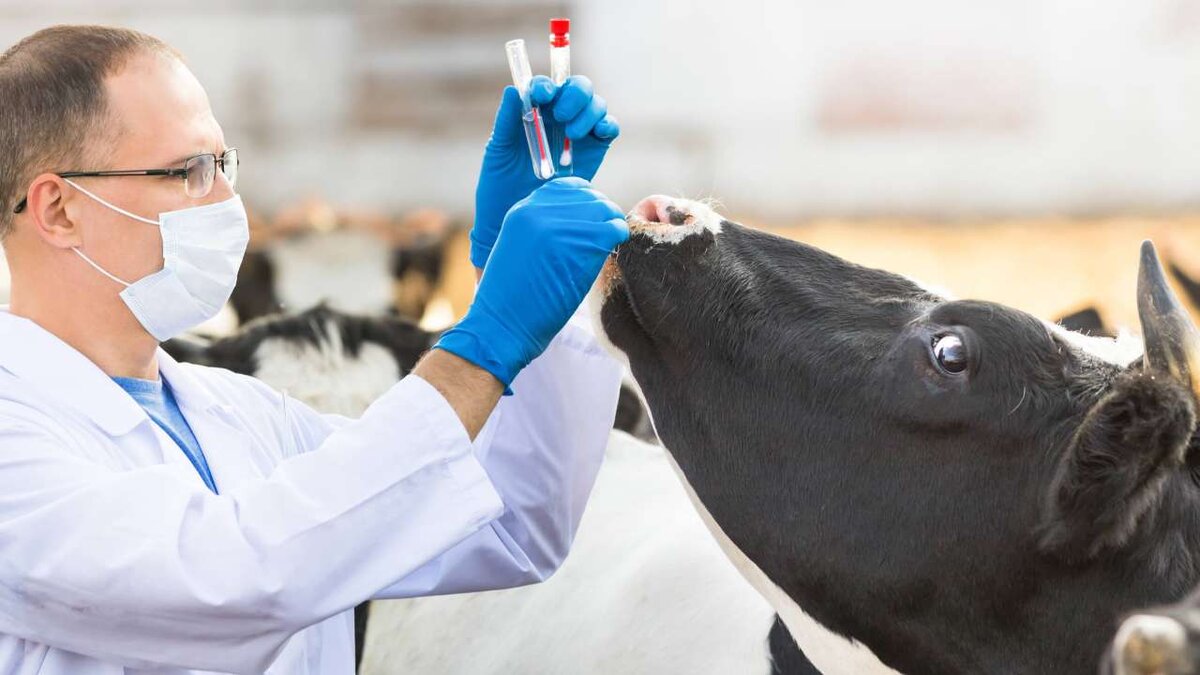    Правительство дополнительно направит 1 млрд рублей на закупку ветеринарных препаратов