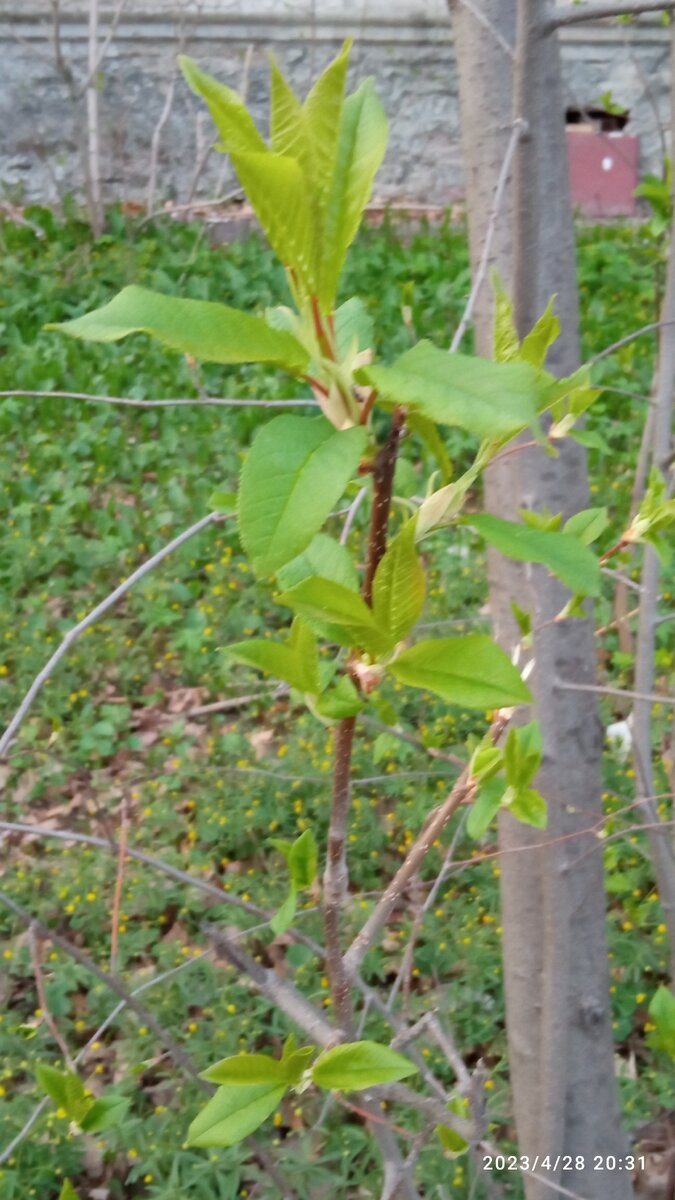 В далике  полянка маленьких цветов. 