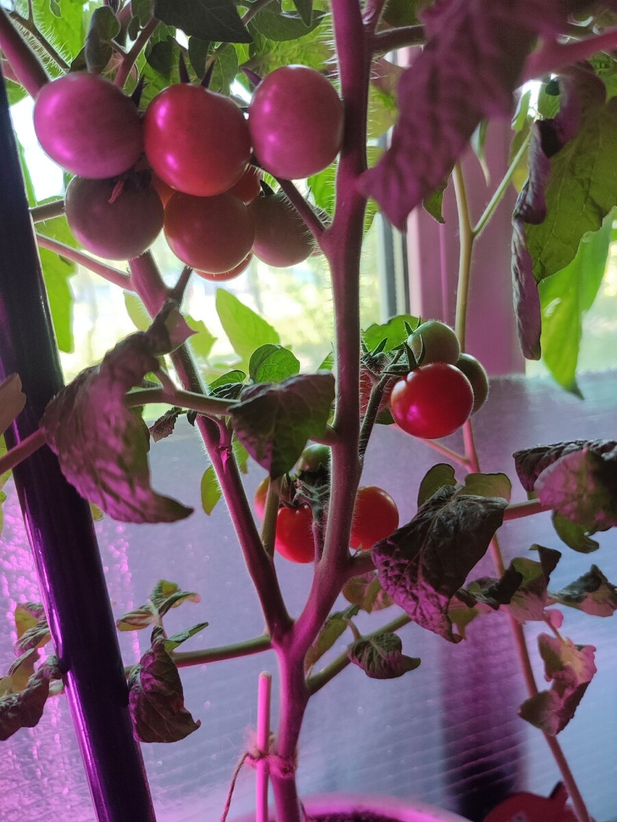 Томатики "Каменный цветок"