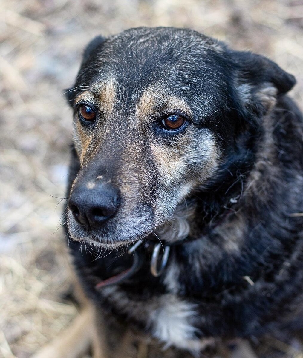 Баба Нюша ️ Это же всего лишь собака? А вы видим одинокую бабушку с ...